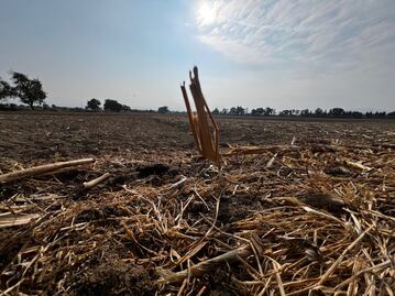 ¡Edomex al rescate! salvan maíz nativo; lucha contra la pérdida de cultivos 