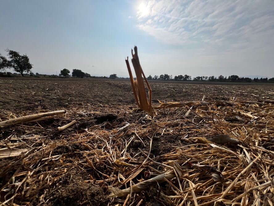 La superficie de maíz en Edomex bajó de 570 mil a 470 mil hectáreas por urbanización, clima y abandono gubernamental. Foto Aura Moreno