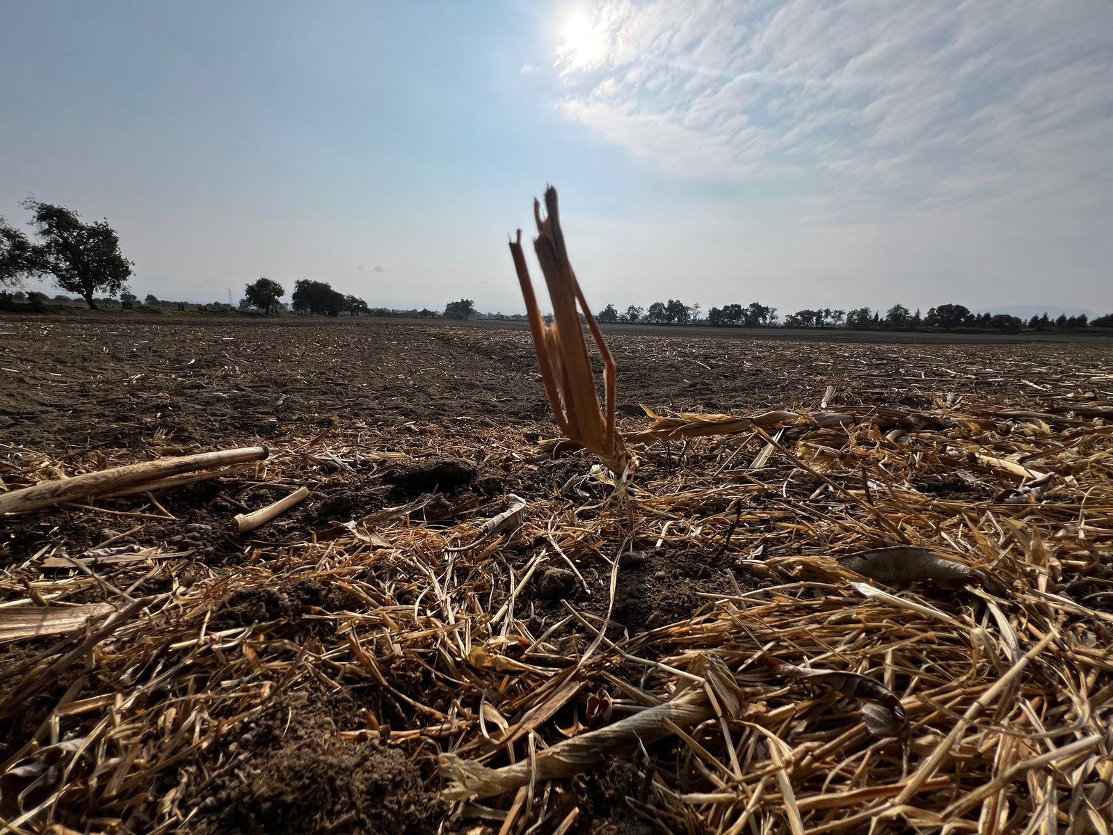 La superficie de maíz en Edomex bajó de 570 mil a 470 mil hectáreas por urbanización, clima y abandono gubernamental. Foto Aura Moreno
