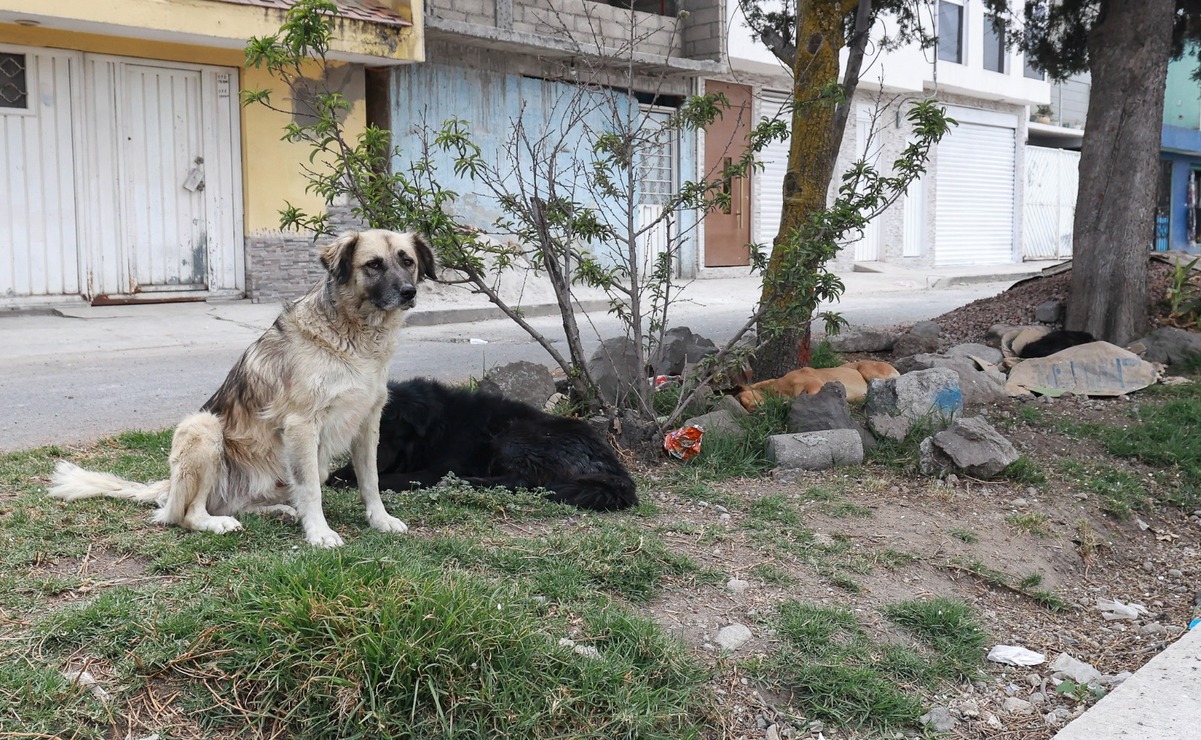 ¿Sabías que los perros sin raza suelen ser más fuertes e inteligentes? / Foto: Alejandro Vargas
