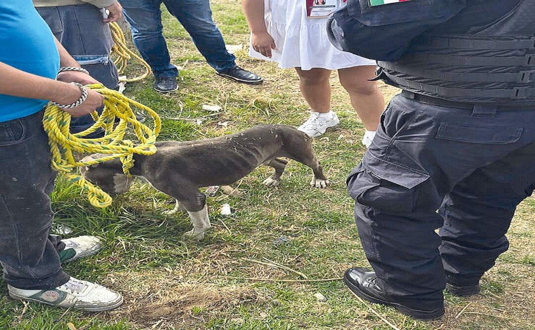 Un total de 22 perros han sido rescatados de situaciones de maltrato extremo en Toluca, marcando un avance en la lucha contra la crueldad animal / Foto: Especial