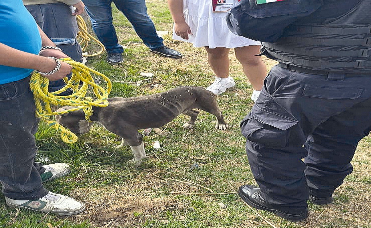 ¡Ponen alto al maltrato animal en Toluca! Rescatan a 22 perros en condición de descuido extremo