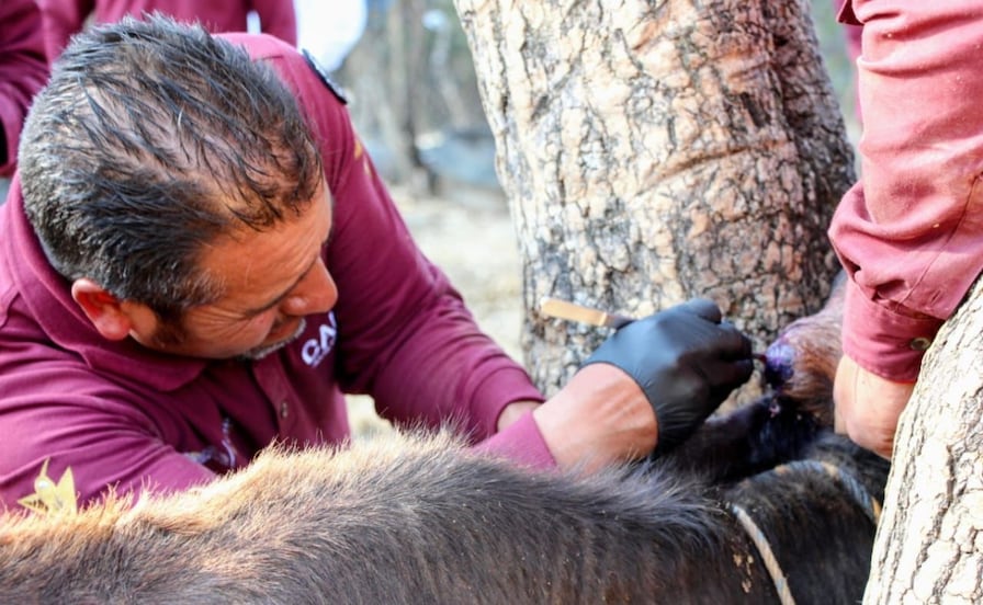 ¿Cuántos casos de gusano barrenador se han curado y controlado en el Edomex y qué medidas se aplican?
