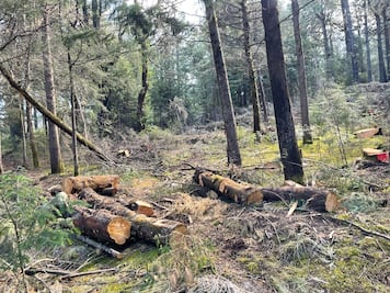 ¡Bosques Protegidos! Avanza comisiones legislativas 30 años de prisión a quien tale ilegalmente