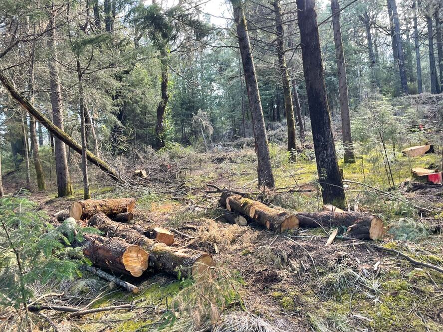 Comisiones legislativas del Edomex avanzan en la propuesta de endurecer las penas por tala clandestina. Foto Especial