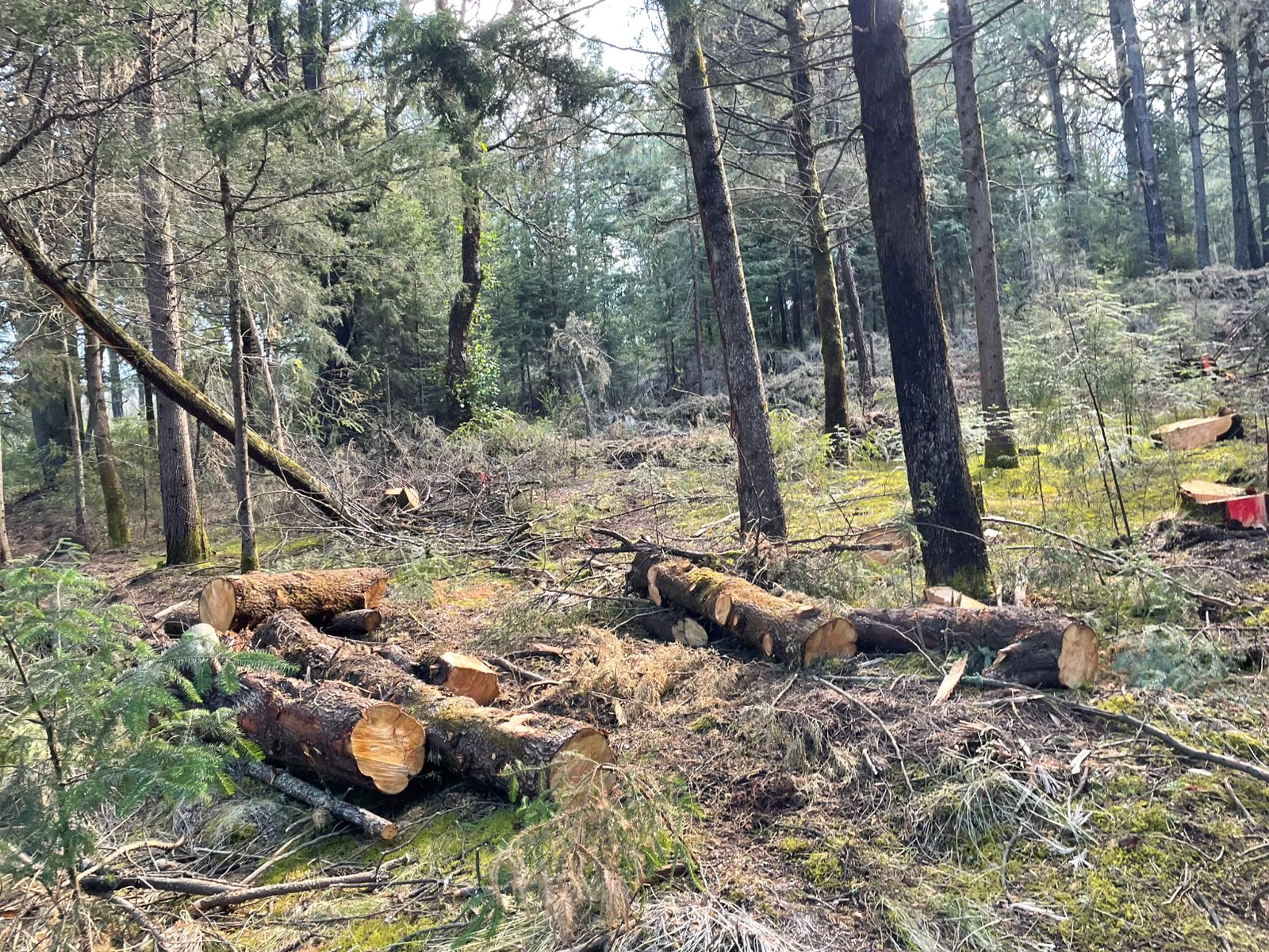 ¡Bosques Protegidos! Avanza comisiones legislativas 30 años de prisión a quien tale ilegalmente