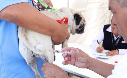 ¡Súper meta! 3.7 millones de perros y gatos vacunados contra la rabia en Edomex