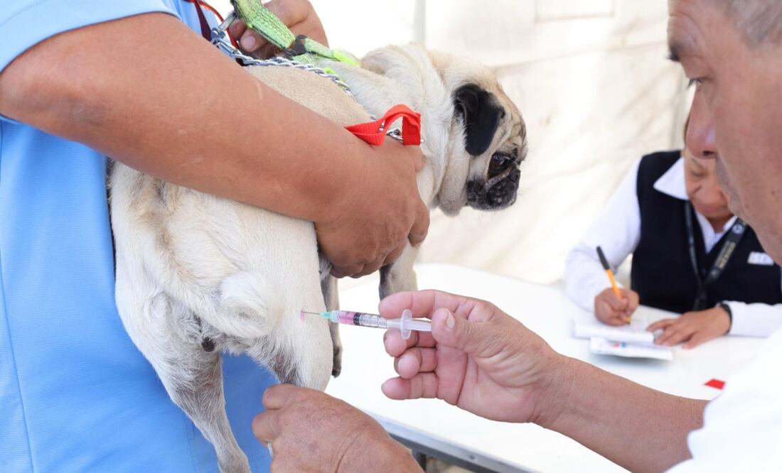 Tu mascota es parte de la solución. ¡Lleva a vacunar a tu perro o gato contra la rabia! Con tu ayuda, el Edomex fortalece la protección de la salud animal y humana. Foto: Especial