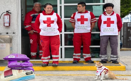 Día Mundial del Gato: Cruzberto engalana colecta de alimentos para mascotas en la Cruz Roja de Toluca