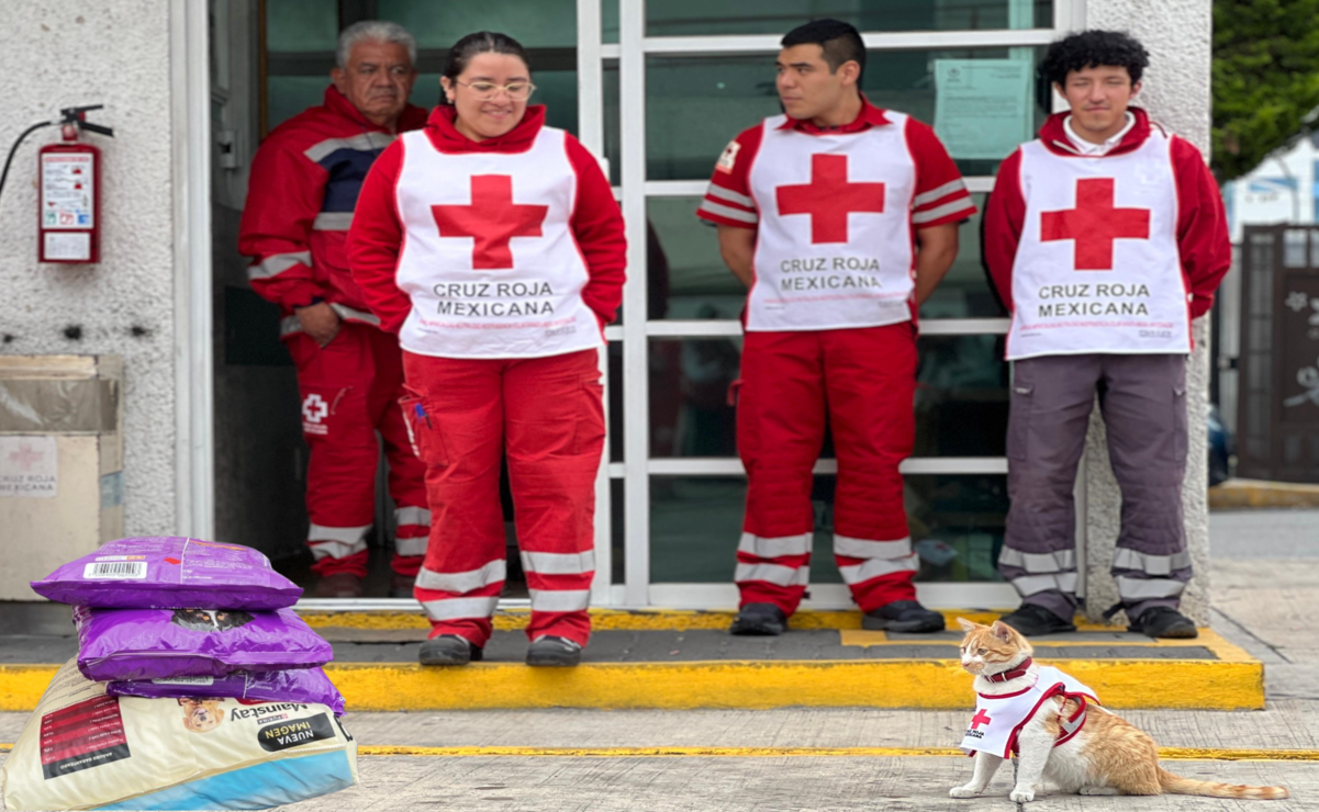 La iniciativa nació por la presencia de Cruzberto, un gato que llegó a las instalaciones para ganarse el cariño de todo el equipo de la Cruz Roja Toluca. Foto: Aura Moreno / El Universal Estado de México
