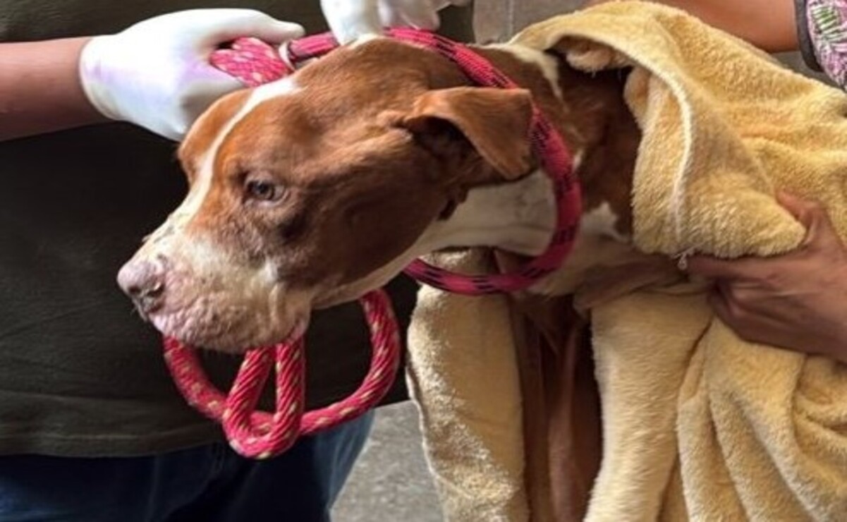 Rescatan a seis perros víctimas de maltrato en Toluca y Coacalco