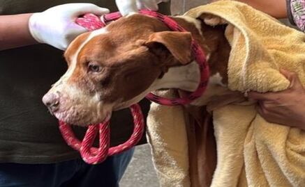 Rescatan a seis perros víctimas de maltrato en Toluca y Coacalco