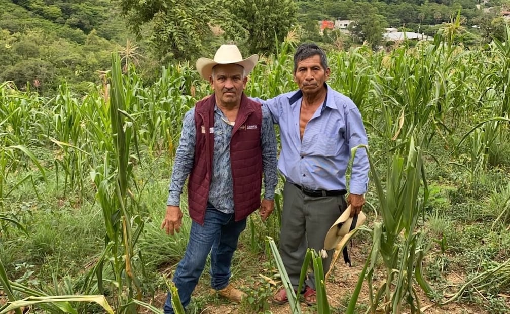 Alrededor de 700 hectáreas de cultivos de maíz de temporal resultaron afectadas por las condiciones de sequía en municipios del sur del Estado de México. Foto especial