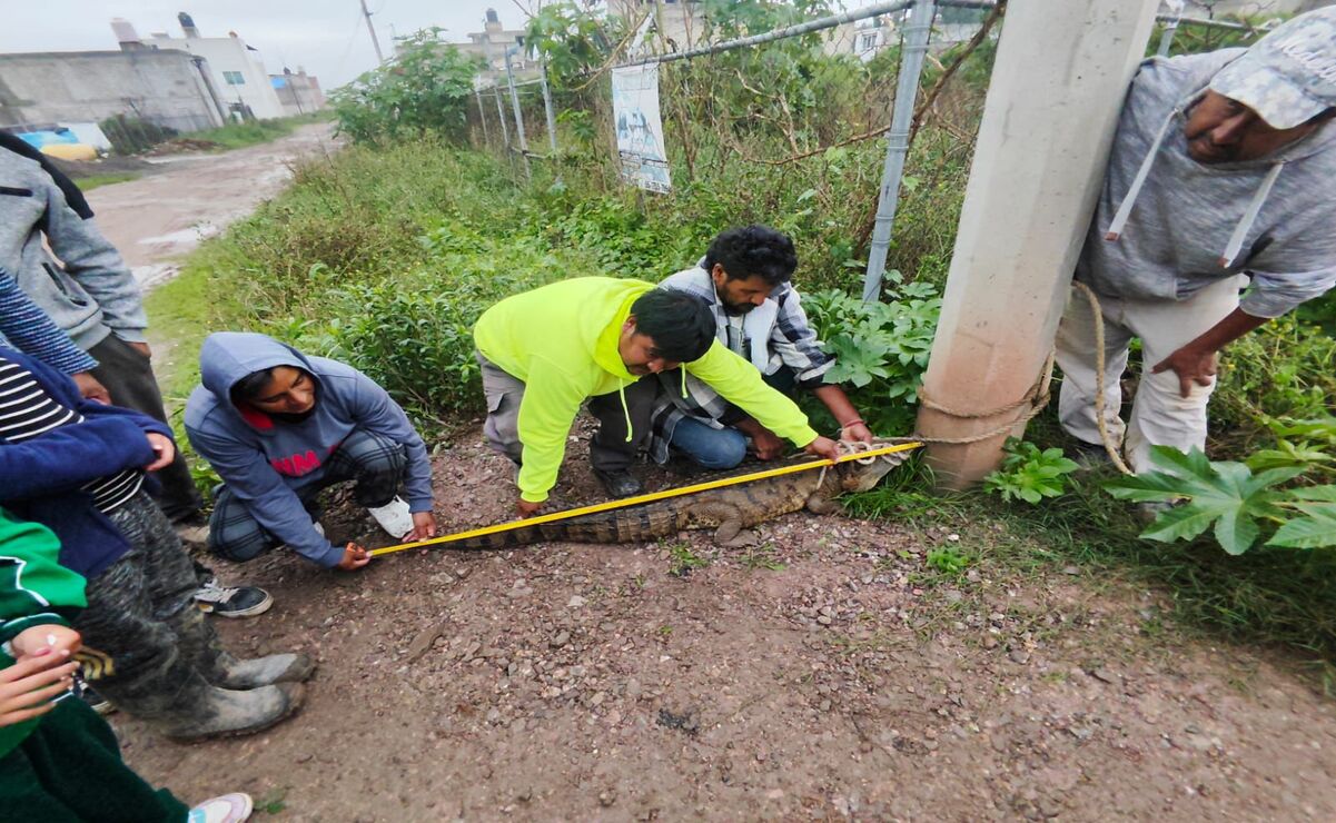 El primer cocodrilo, de 60 centímetros aproximadamente, fue hallado deambulando por calles de la Unidad Habitacional Ferrocarrilera en Cuautitlán Izcalli. Foto: Especial