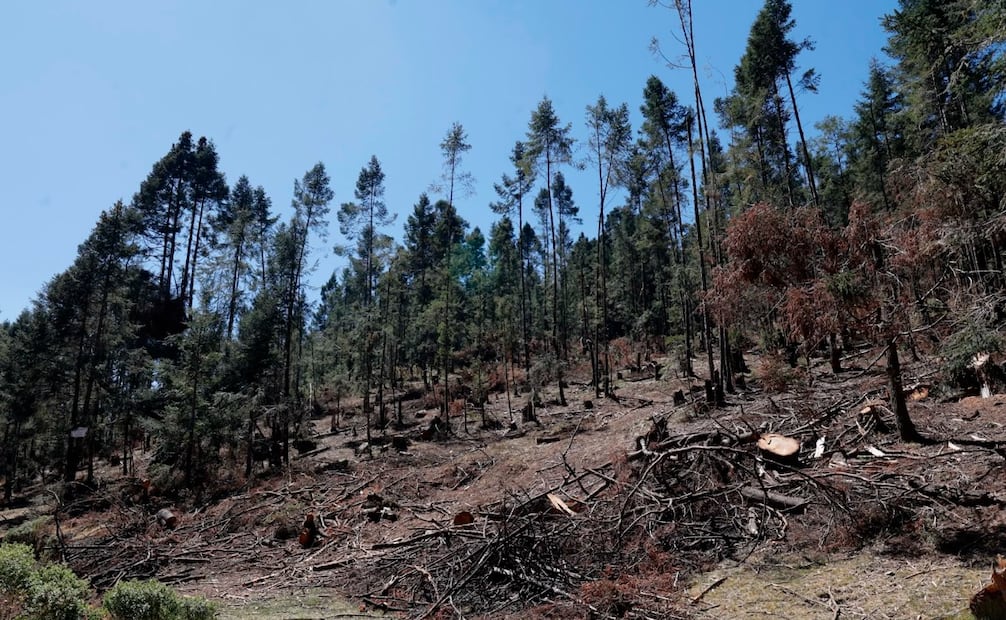 Ejidatarios y comuneros de San Pedro Atlapulco reportan una pérdida de 1.5 kilómetros de masa forestal por la tala ilegal. Foto Alejandro Vargas / El Universal