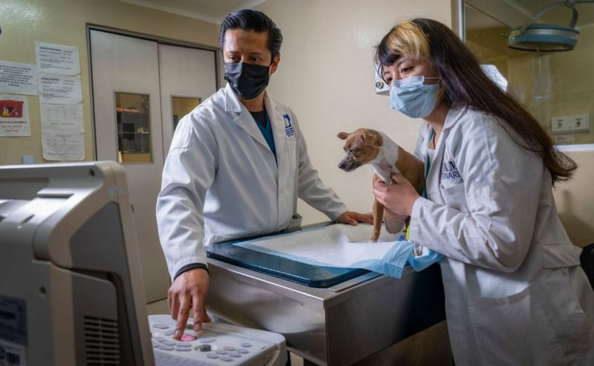 Mascotas geriátricas: La UAEMéx te ayuda a darles calidad de vida Foto: Especial