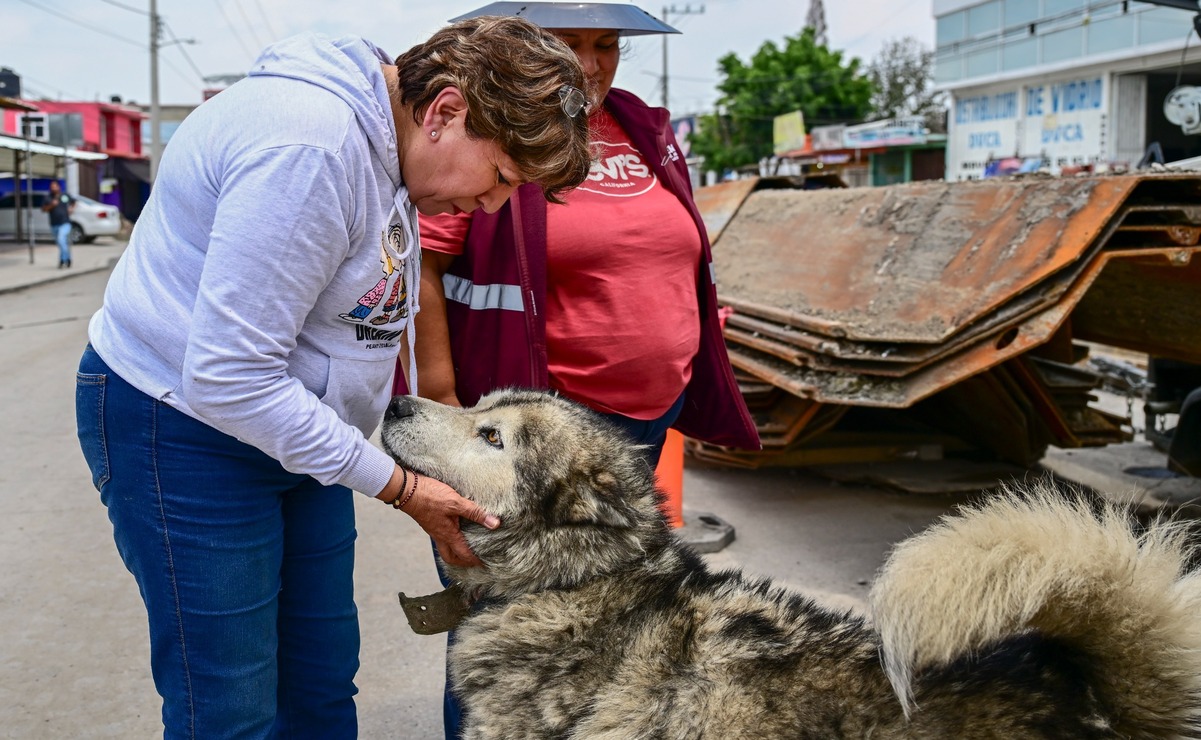 Edomex y más de 50 asociaciones lanzan estrategia para revertir sobrepoblación de animales callejeros