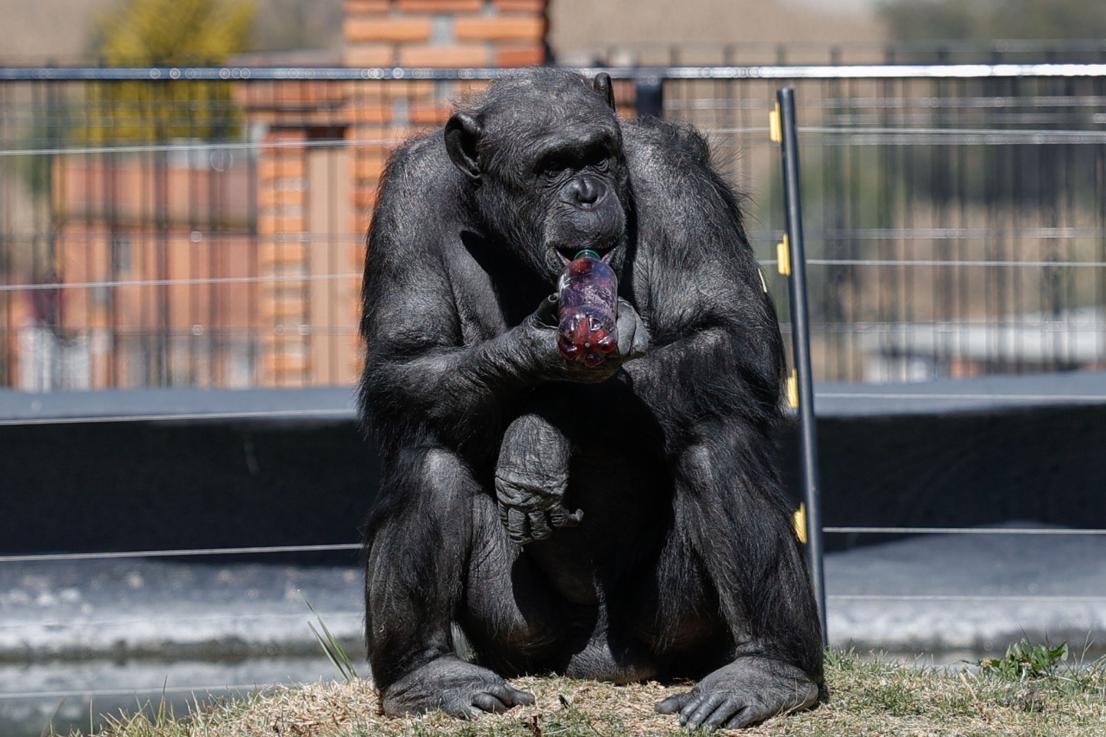 El zoológico cuenta con 880 animales de 171 especies. Foto Arturo Hernández
