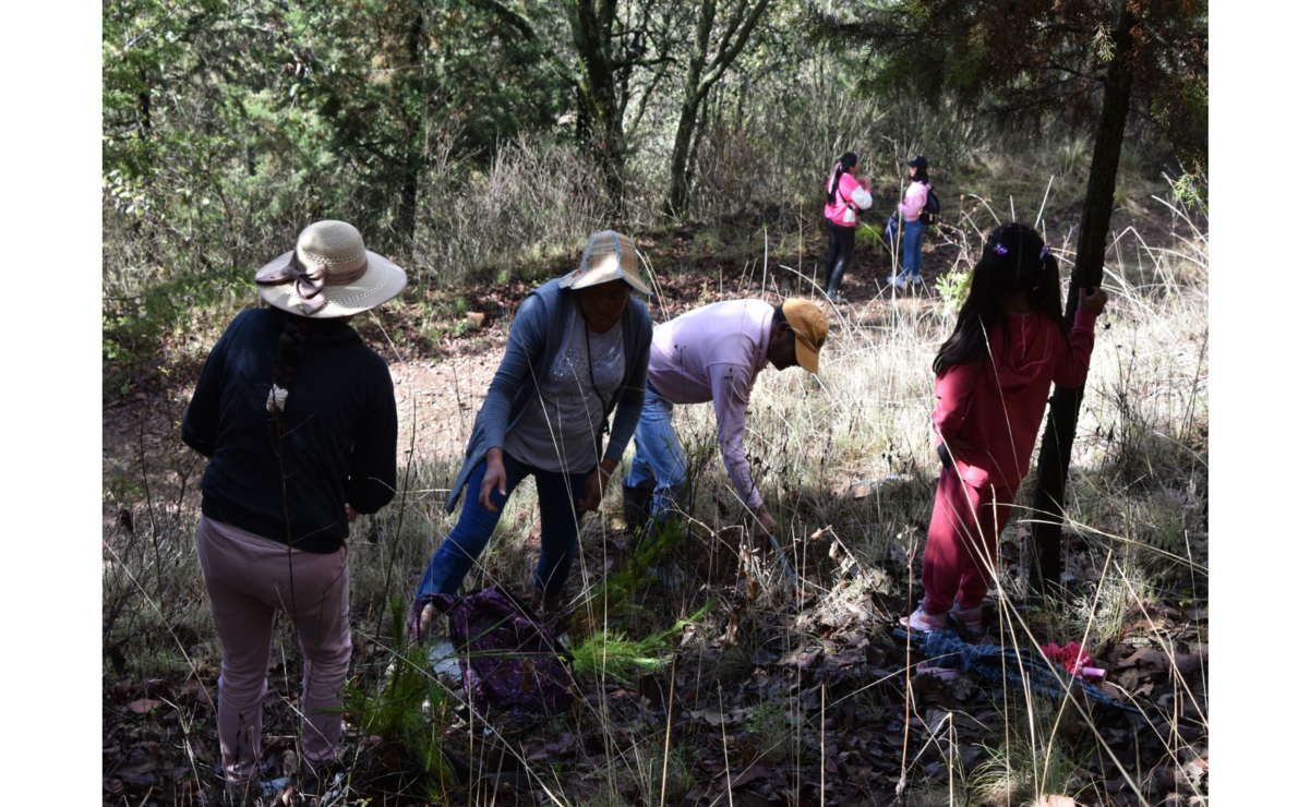 Los árboles, que incluyen llorones, pinos, cedros, árboles frutales, robles y acacias, fueron seleccionados por su adaptabilidad al entorno local. Foto: Michelle Sánchez