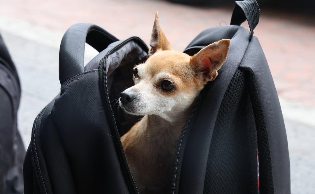 Ayuda a encontrar a la perrita bolera de Toluca. Ella fue robada el 30 de junio en Tlacotepec. ¡Comparte y ayuda a su familia! Foto Sergio García
