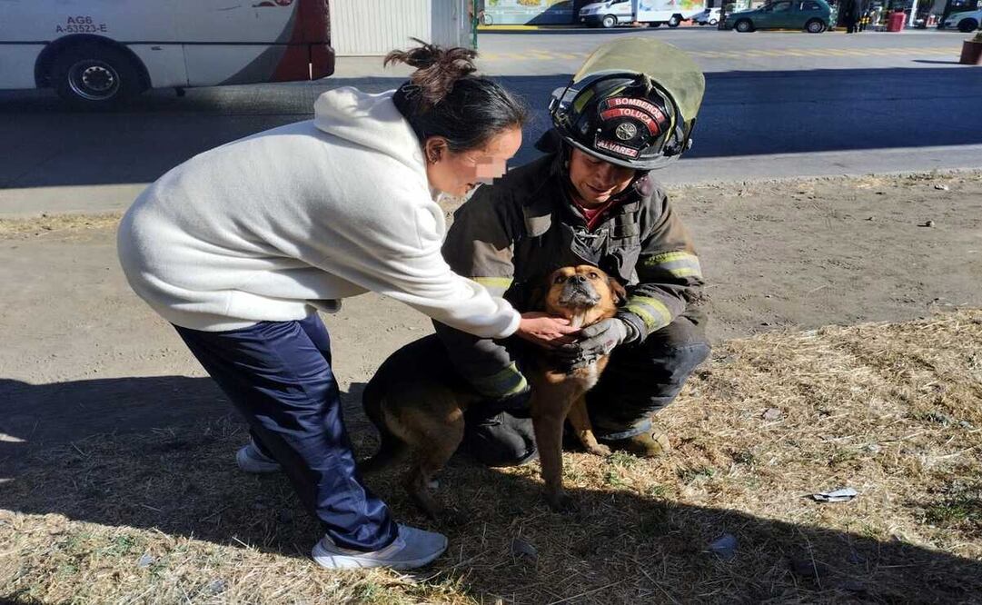 Elementos de la Coordinación Municipal de Protección Civil y Bomberos de Toluca han atendido 81 servicios relacionados con el rescate de animales. Foto: Especial