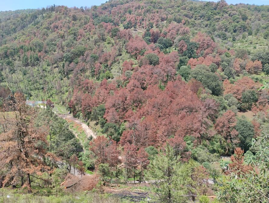 Parte del Cerro de la Verónica en Lerma se ha visto afectada por la presencia de plagas. Foto Especial