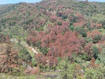 En alerta 18 municipios del Edomex por Insectos Descortezadores
