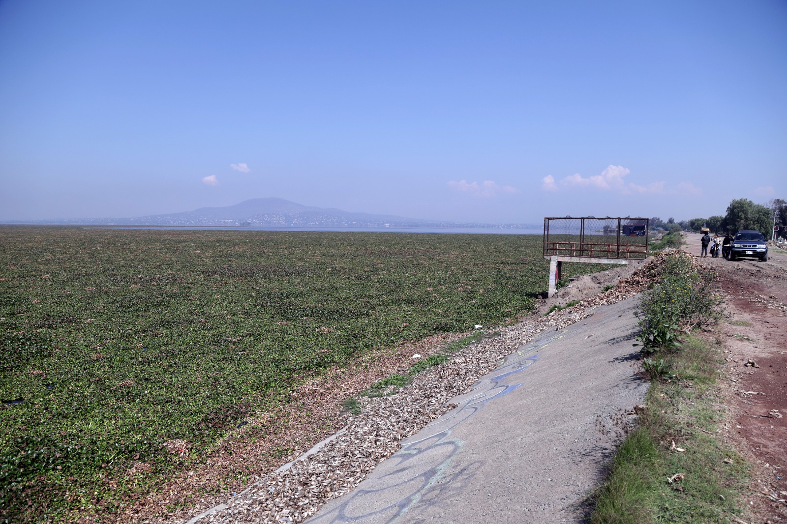La bióloga Araceli Casanova advierte que, si no se atiende el problema del lirio a corto plazo, la laguna podría volver a secarse. Foto Carlos Mejía