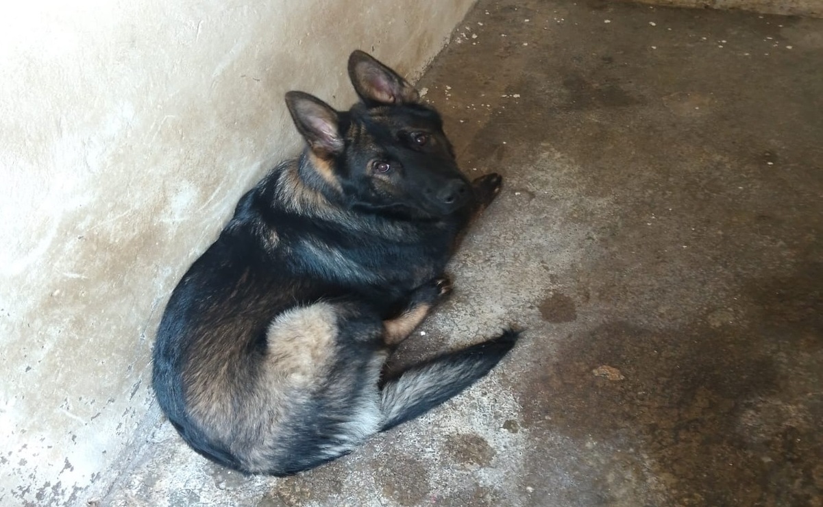 Naucalpan: Rescatan a perrito víctima de maltrato animal