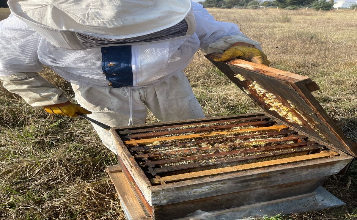 El Estado de México ocupa el 14° lugar a nivel nacional en la elaboración de miel. Foto: Especial