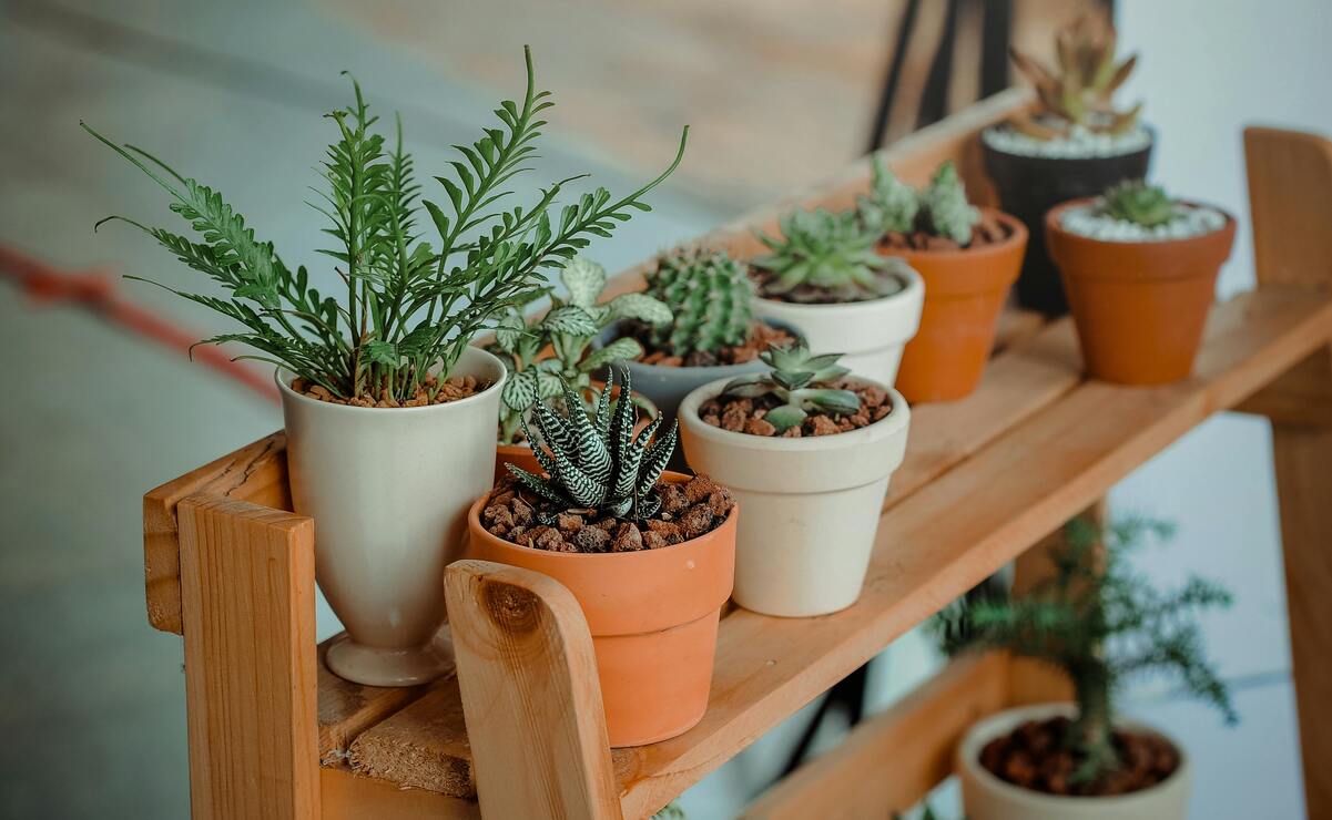 Es importante revisar minuciosamente tu planta, para entender por qué se marchitó. Foto: Especial