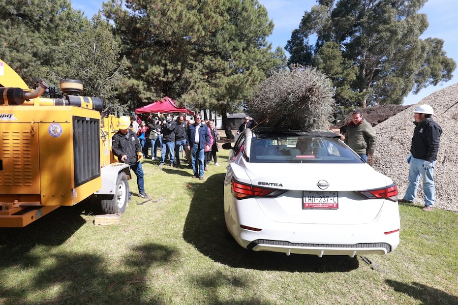 La composta obtenida se utiliza para cubrir senderos y nutrir bosques estatales, cerrando el ciclo de vida del árbol de manera responsable. Foto Alejandro Vargas / El Universal