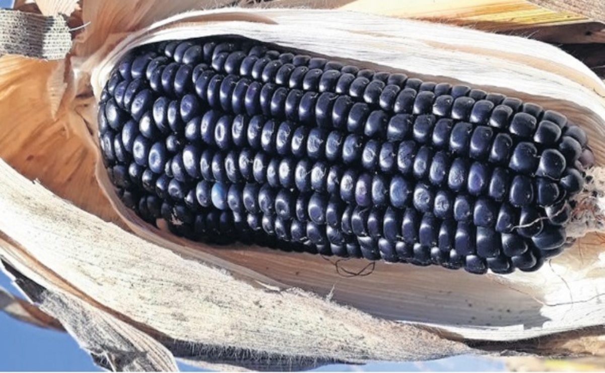 Si el estado se enfrentara a un desastre natural o económico, no habría suficiente alimento / Foto Arturo Hernández