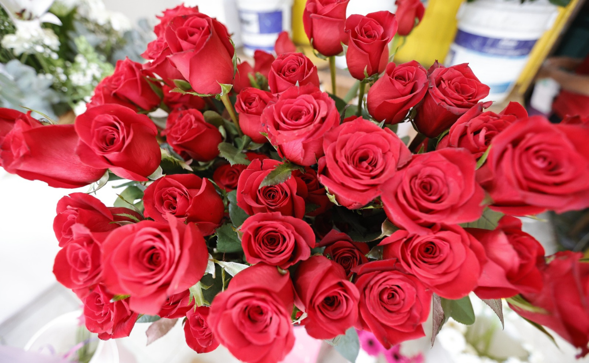 Nuevas variedades de rosas buscan impulsar la producción en el Estado de México. Foto: Jorge Alvarado