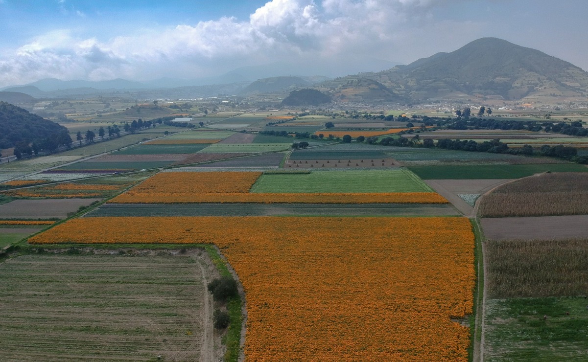 Debido a las intensas lluvias durante el año, prevén el 10% de aumento en el precio de las flores. Foto: Alejandro Vargas.