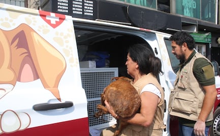 ¡Rescate y rehabilitación! Aseguran atención médica para los 108 caninos maltratados en Mexicaltzingo 