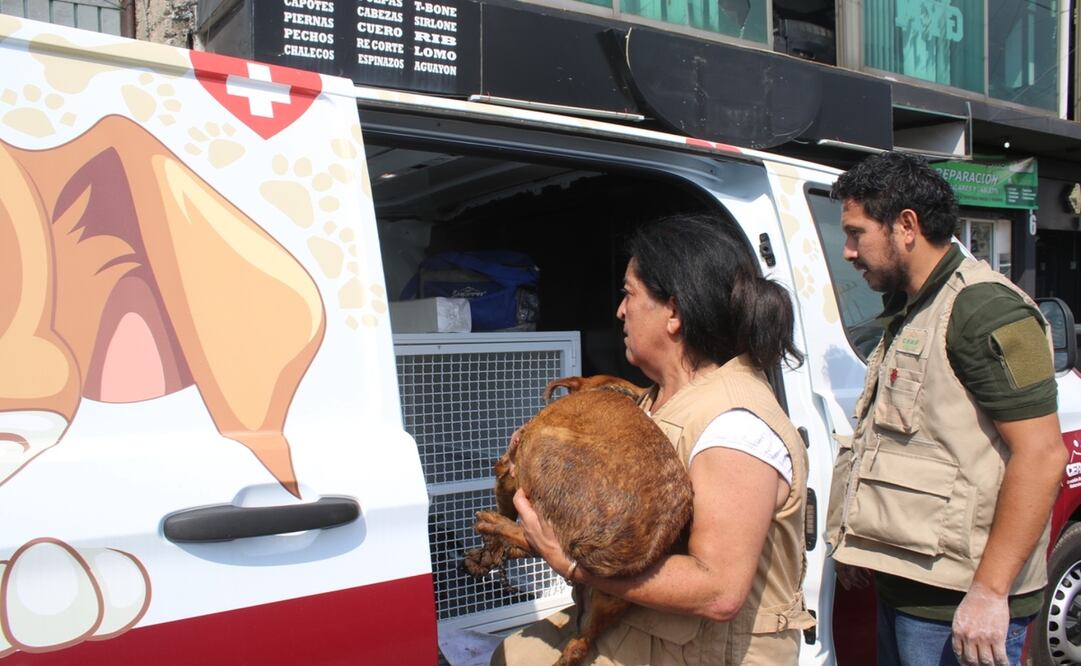 La Comisión Estatal de Parques Naturales y de la Fauna se encarga de albergar a los 108 caninos y asegurarse de que reciban la correcta atención médico-veterinaria. Foto: Especial