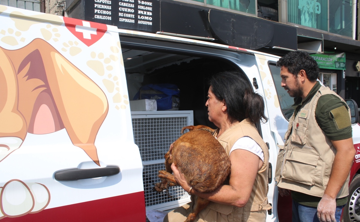 ¡Rescate y rehabilitación! Aseguran atención médica para los 108 caninos maltratados en Mexicaltzingo