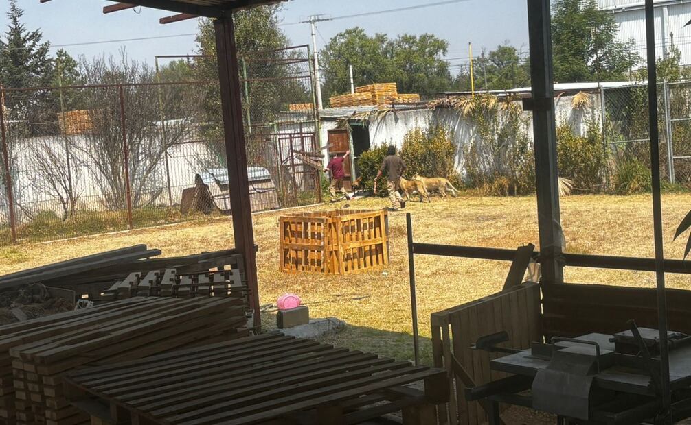 Personal de CEPANAF utilizó equipo especializado para el manejo de los felinos que se encontraban fuera de sus jaulas tras los disturbios. Foto Especial