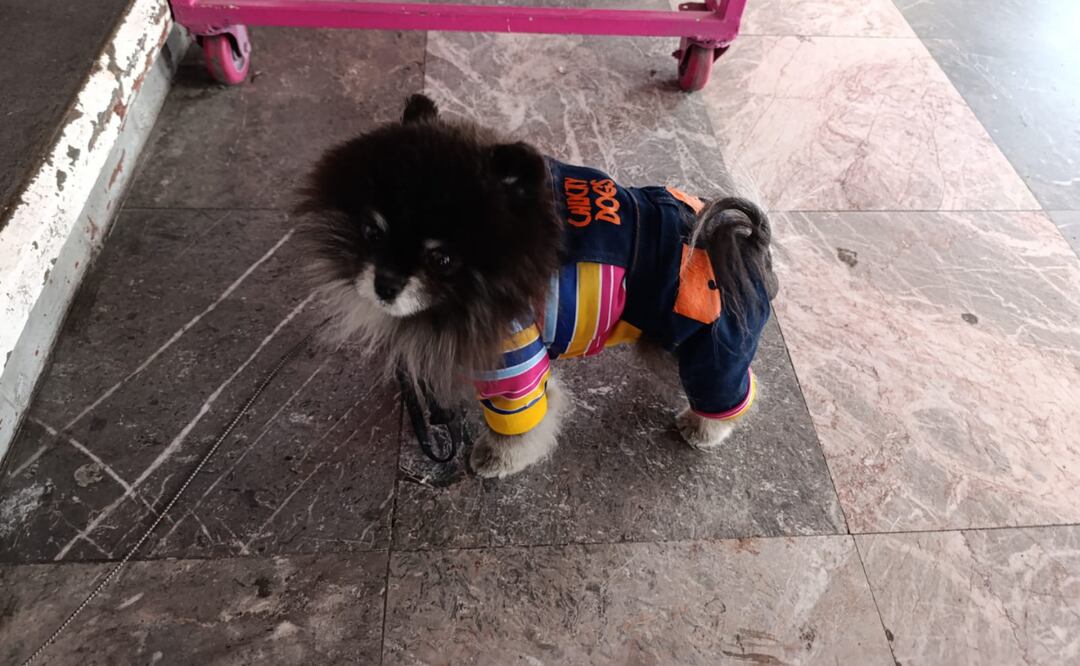 Perrito esta por convertirse en influencer al pasear por el centro de Toluca Foto: Macrina Vásquez