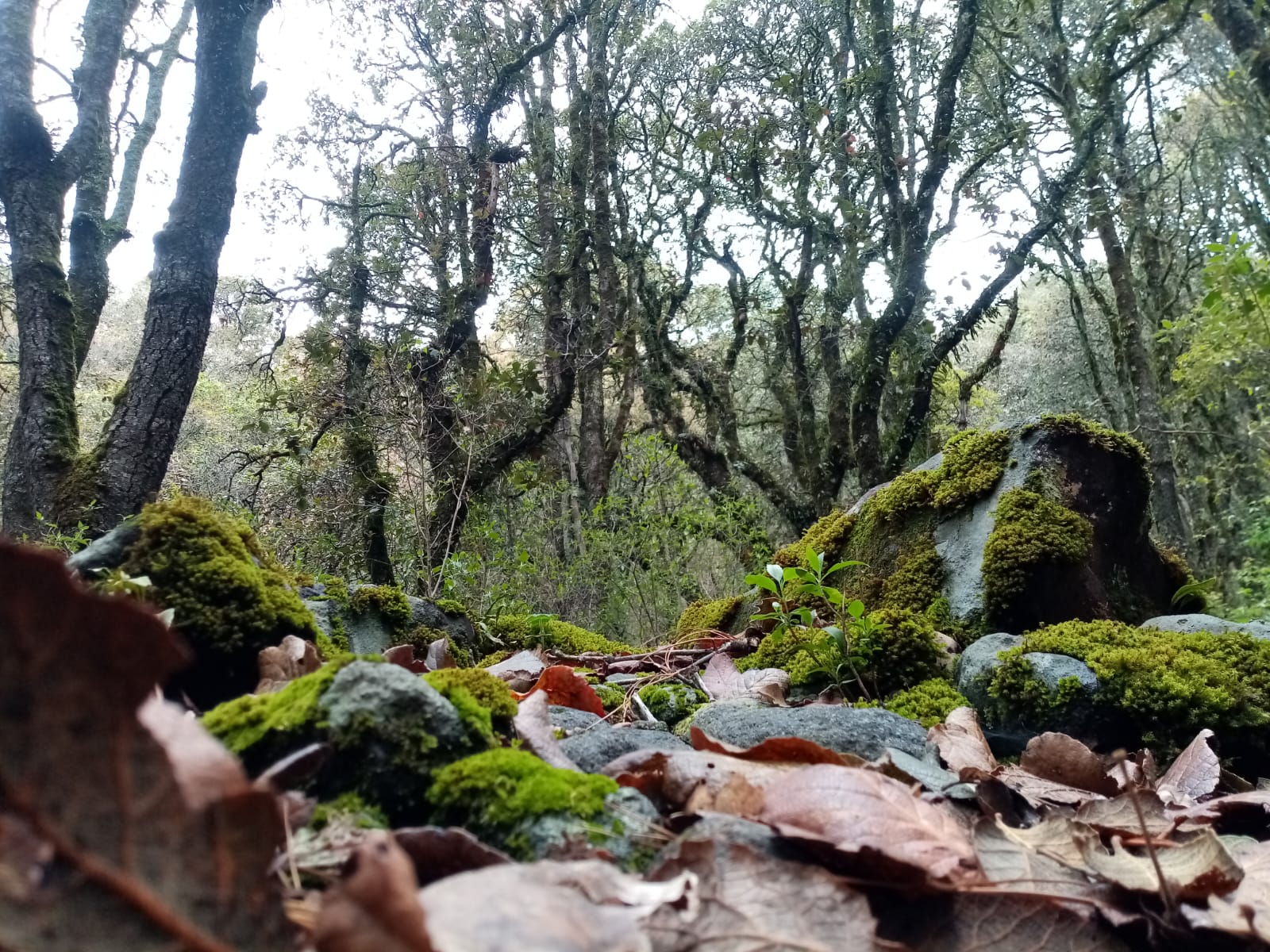 La plaga afecta árboles del Cerro de Jocotitlán. Foto Arturo Hernández