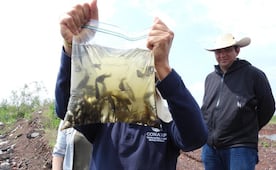 El mexcalpique, pez endémico en peligro de extinción, reaparece en abundancia en el Lago de Texcoco