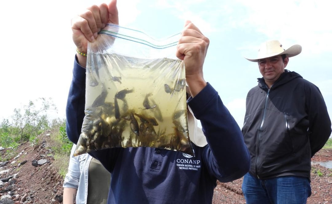 La abundancia del pez y de la larva de la mosca de la salmuera refleja una excelente calidad hidrológica y biológica en el ecosistema. Foto Especial