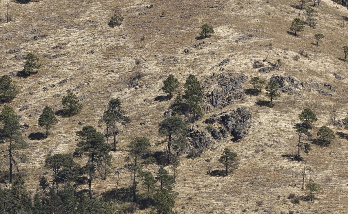 En abril iniciará el proceso de preparación de los terrenos para la reforestación. Foto: Jorge Alvarado / El Universal Estado de México