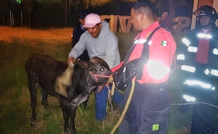 ¡Muuuévete, Toluca! Protección Animal rescata bovino en Tollocan y lo reintegra a su propietario