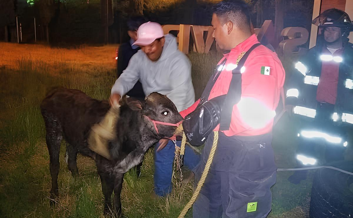 ¡Muuuévete, Toluca! Protección Animal rescata bovino en Tollocan y lo reintegra a su propietario