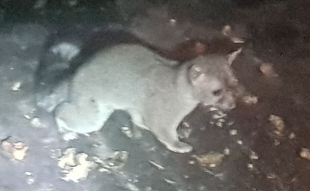 Los cacomixtles trepan árboles, gracias a sus garras retráctiles / Foto Especial