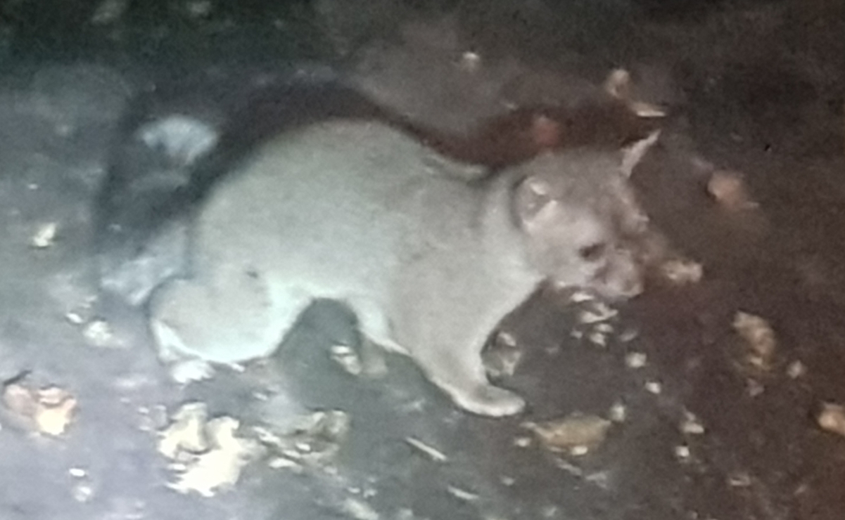 Los cacomixtles trepan árboles, gracias a sus garras retráctiles / Foto Especial