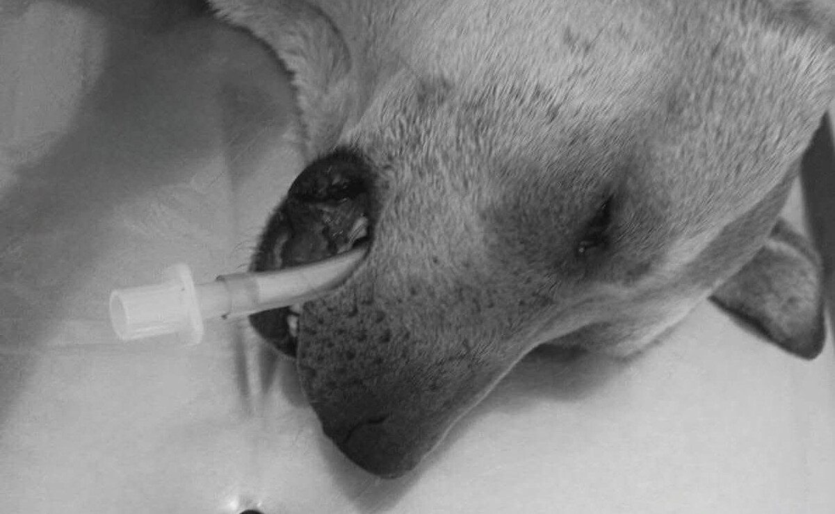 PROPAEM investiga qué sucedió con la perrita / Foto Especial