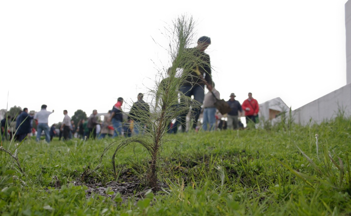 Mediante trabajos de restauración seda seguimiento a la regeneración natural de los bosques. Foto: Arturo Hernández.